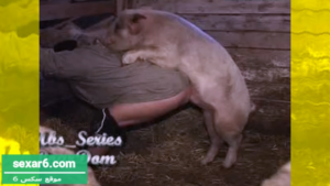 سكس حيوانات