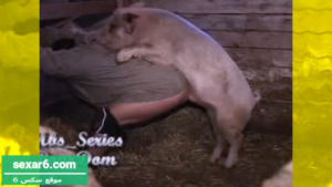 سكس حيوانات